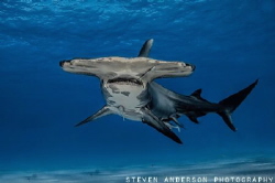 The Great Hammerhead Shark is an amazing shark and unfort... by Steven Anderson 
